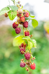 Hanging red raspberries berries macro vertical closeup with plant bush with bokeh in Russia or Ukraine garden dacha farm with vibrant color ripening