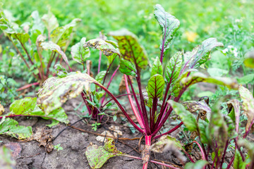 Large red green beet leaves greens closeup on ground in summer garden with vegetable plants growing on dirt soil