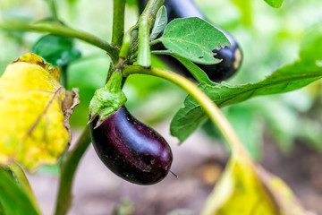 Large or small black purple shiny eggplant growing green leaves vegetable fruit closeup hanging in summer garden with nightshade plant growing