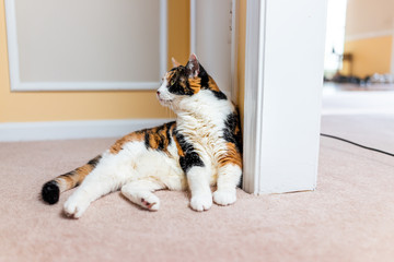 Closeup of cute old calico cat lying down by yellow orange wall on carpet floor in home, house or apartment with white fur