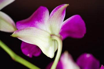 Orchid pink and purple flower on black background