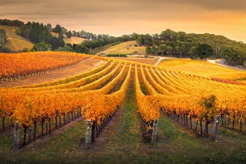 Tuinposter Herfst Wijngaard © Kwest