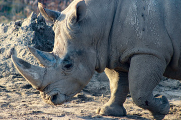 Obraz premium Close up portrait of a white rhino