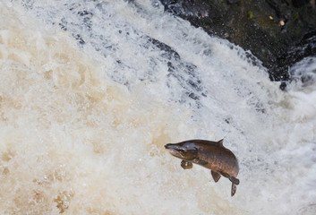 Fototapeta premium Wild Scottish atlantic salmon leaping on waterfall