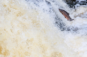 Wild Scottish atlantic salmon leaping on waterfall