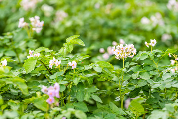 Closeup of flowering purple potato pink flowers in summer farm countryside field in Ukraine with bokeh background of green leaves