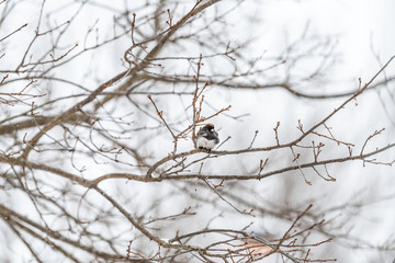 Dark-eyed junco small tiny bird closeup perched sitting on oak tree during winter snow in Virginia puffed up ruffling feathers
