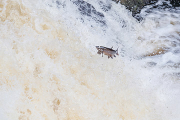 Wild Scottish atlantic salmon leaping on waterfall