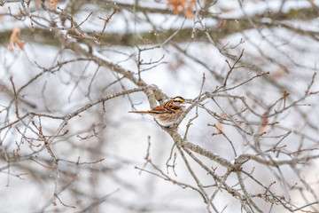 One white-throated sparrow bird perched on oak tree branch in Virginia winter with snow falling and yellow color on crown