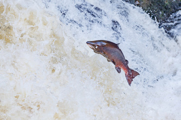 Wild Scottish atlantic salmon leaping on waterfall
