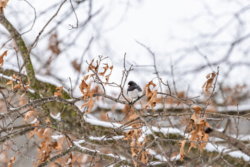Dark-eyed junco small tiny bird perched sitting on oak tree with leaves during winter snow in Virginia puffed up ruffling feathers