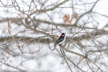 Virginia winter season and downy woodpecker male perched on oak branch with bokeh background of bare tree