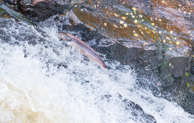 Wild Scottish atlantic salmon leaping on waterfall