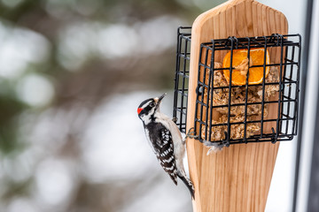 Closeup of wooden suet feeder in Virginia and male downy woodpecker red color with orange half with peanut butter and bokeh background during winter