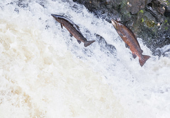 Wild Scottish atlantic salmon leaping on waterfall