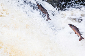 Wild Scottish atlantic salmon leaping on waterfall