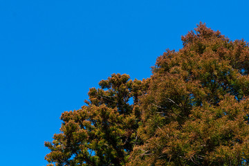 Fototapeta premium 杉の木と青空