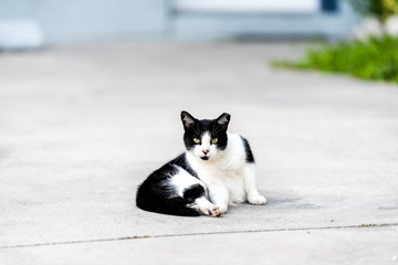 Stray black and white cat with yellow eyes lying sitting on on sidewalk street in Sarasota, Florida looking straight at camera © Kristina Blokhin
