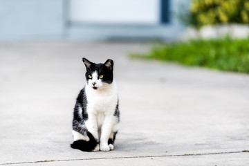 Stray black and white cat with yellow eyes sitting on on sidewalk pavement driveway street in Sarasota, Florida looking away - Powered by Adobe