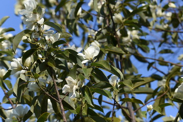 Fragrant white flowers "Michelia maudiae"
