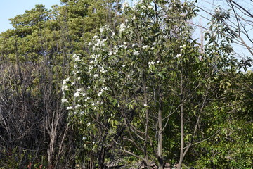 Fototapeta premium Fragrant white flowers 