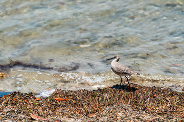 Sanibel Island in Florida bay sea near beach coast with closeup of willet bird walking by water