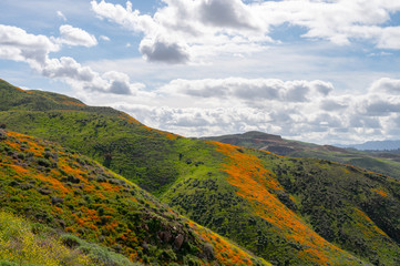 California poppies color the hillside on a beautiful cloudy day in  Lake Elsinore, California.