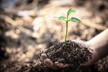 Human hand holding a small seedling, plant a tree, reduce global warming, World Environment Day