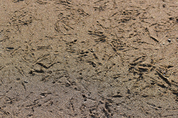 コクガンの足跡