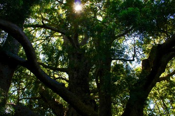 Fototapeta premium sun light on a tree in forest