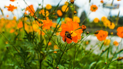 A Bee on a Orange Cosmo Flower 