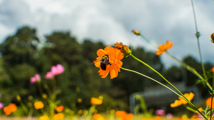 A Bee on a Orange Cosmo Flower 