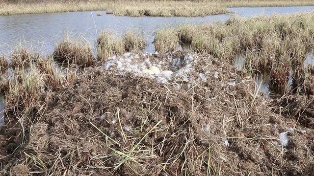 Birds nests guide. Whooper swan (Cygnus cygnus) moss nest on marsh island (estuary) is surrounded by sedge. Nest height of more than meter is used by birds for many years. Lapland, lake SalmijГ&curren;rvi
