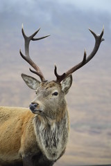 Obraz premium highland stag 2