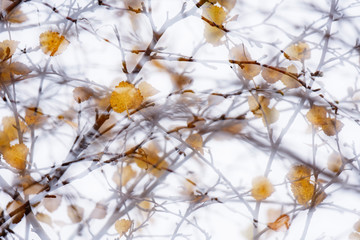 Herbstinspiration, Vaglaskogur, Island