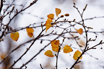 Herbstinspiration, Vaglaskogur, Island