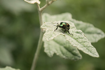 iridescent beetle on green leaf.