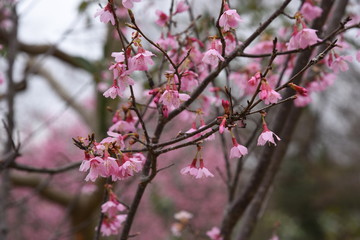 Cherry blossoms in full bloom