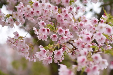Cherry blossoms in full bloom