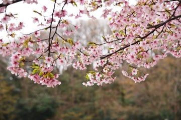 Cherry blossoms in full bloom