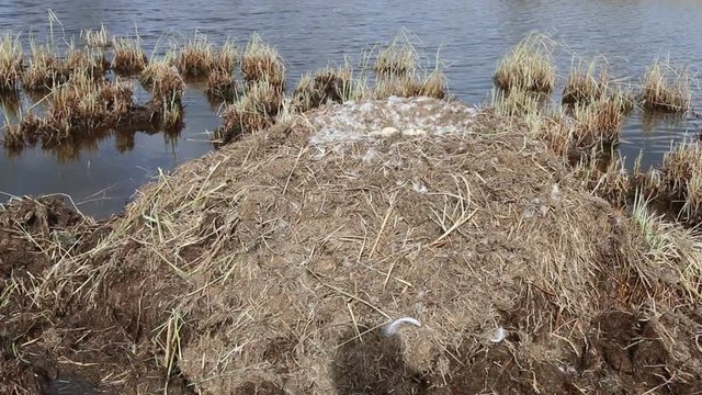 Birds nests guide. Whooper swan (Cygnus cygnus) moss nest on marsh island (estuary) is surrounded by sedge. Nest height of more than meter is used by birds for many years. Lapland, lake SalmijГ&curren;rvi