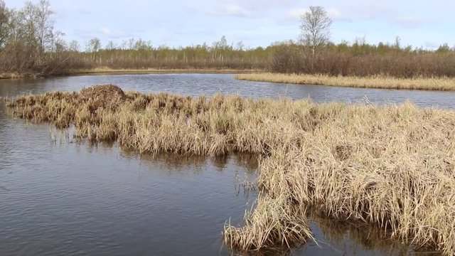 Whooper swan (Cygnus cygnus) moss nest on marsh island (estuary) is surrounded by bush. Nest height of more than meter is used by birds for many years, swan nest station. Lapland, lake SalmijГ&curren;rvi