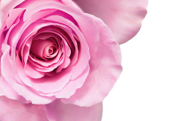 Pink rose flower in white background