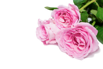 Pink rose flowers bouquet in white background