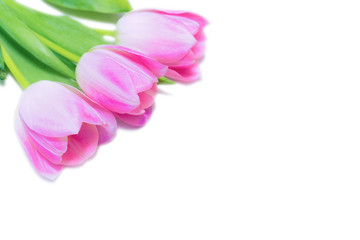 Pink tulip flowers bouquet on white background