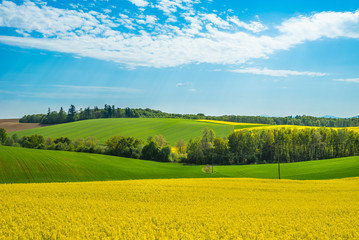 Rape field landscape