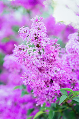 Purple lilac flower