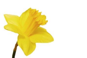 Yellow narcissus flower in white background