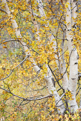 Birke (Betula) im Herbstkleid, Vaglaskogur, Island