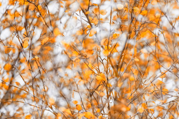 Herbstinspiration, Vaglaskogur, Island